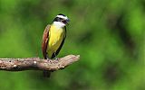 Great Kiskadee